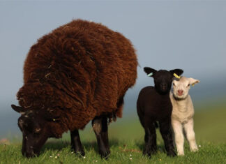 Afghan Asylum Seeker Sentenced For Raping Goats And 6-Month-Old Lamb