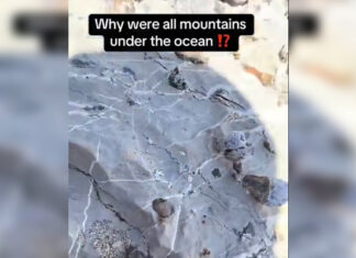 Sea Fossils on Mountain Tops – Noah’s Flood