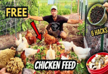 How to Feed Chickens for FREE (6 Proven Ways to Cut Feed Costs!)