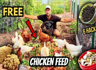 How to Feed Chickens for FREE (6 Proven Ways to Cut Feed Costs!)