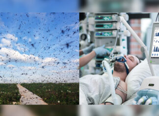 Mosquitoes Spread Deadly Virus in Multiple States, Cases Surge