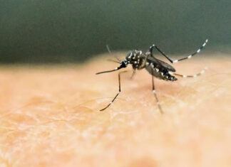 CDC Issues Emergency Response Over Dengue Surge In Florida