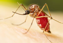 Dengue fever outbreak prompts Florida counties to declare state of emergency