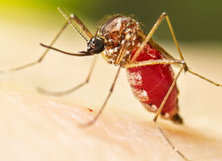 Dengue fever outbreak prompts Florida counties to declare state of emergency
